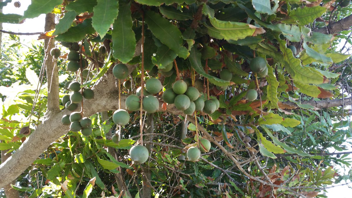 SoniaRios84's tweet photo. #agfact Did you know that California grows macadamia nuts? There are small pockets of acreage scattered throughout San Diego County and in some parts of the central coast. #nutcrop #macadamia #cagrown https://t.co/9EdDykCDCc