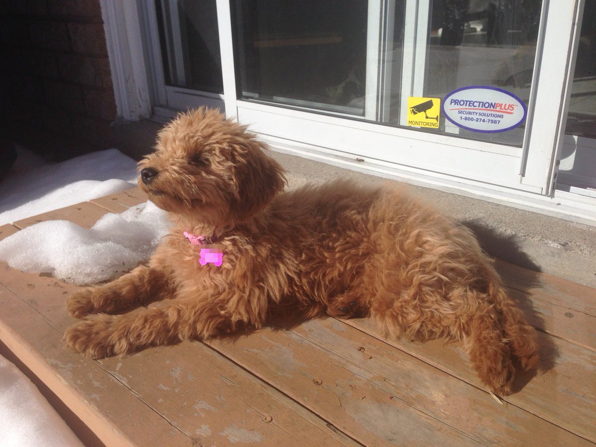 Welcome, spring! I’m just a pup and have never met you before but boy oh boy do you ever feel good!!!! ☀️ ❤️🐾
#canadiandoodles #minigoldendoodle #goldendoodle #puppy #puppypics #picoftheday #doodlelove #fb1 #topdogpic #doglife #puppylove #puppyoftheday