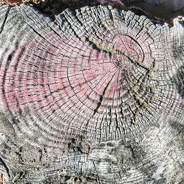 robeanne's tweet image. Driftwood #weatherworn #beachstuff #waikukubeach ift.tt/2Jisosq