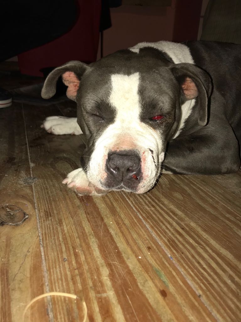 Milegodoy25's tweet photo. MAXIMA DIFUSION PARA QUE SE HAGA JUSTICIA,SON MIS PERROS POR FAVOR ME LOS DESTRUYÓ PARA SIEMPRE LE VAN A QUEDAR ESAS SECUELAS Y DAÑOS PSICOLOGICOS https://t.co/dKFHybvPMA