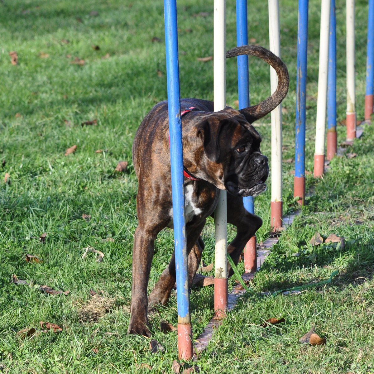 boxerfeliciaw's tweet photo. Agility! #blogger #dogblog #agility #boxerdog #dogs #blog @BoxerNews @BoxerDogUnion @BoxerFanClub @WigglinBoxers https://t.co/psfeQQaZ5h https://t.co/eOwlgnTIjx