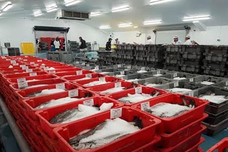 FisheliciousUK's tweet photo. Following extensive refurbishment of the Newlyn Fish Market by #ProjectLink, phase one is now open and trading, with the first sales taking place. https://t.co/xU7CAl5Iwg … https://t.co/5p5NXXXs5M @fnifeatures @NewlynFishing