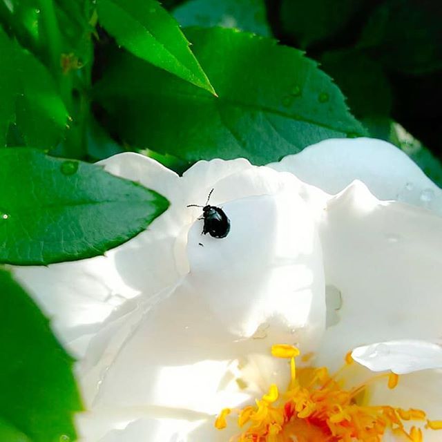 ルリマルノミハムシの駆除法 バラに付く黒い虫に効く殺虫剤は よりよい暮らしに確かな知恵で