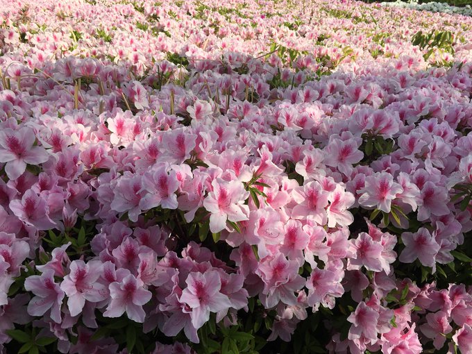 つつじの花のtwitterイラスト検索結果