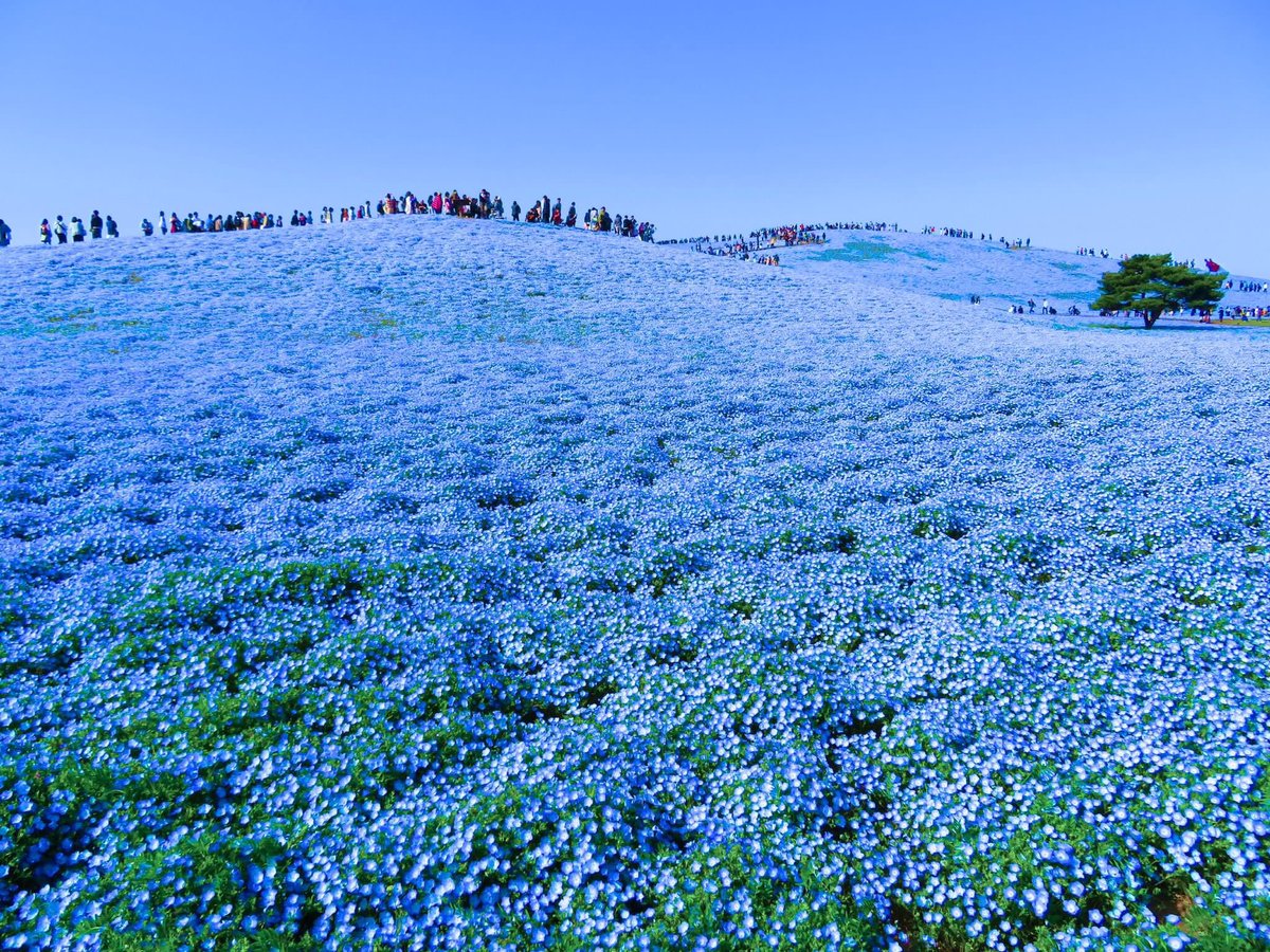 荒木健太郎 ネモフィラと空の青 ネモフィラは青い花の中心が白いため英名で Baby Blue Eyes 赤ちゃんの青い 瞳 と呼ばれているそう 茨城県国立ひたち海浜公園には 約450万本のネモフィラが広がる みはらしの丘 があります 可憐な花と空が織りなす青