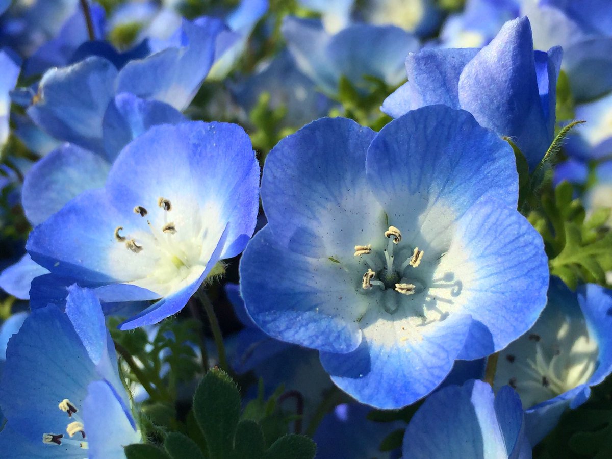 荒木健太郎 ネモフィラと空の青 ネモフィラは青い花の中心が白いため英名で Baby Blue Eyes 赤ちゃんの青い 瞳 と呼ばれているそう 茨城県国立ひたち海浜公園には 約450万本のネモフィラが広がる みはらしの丘 があります 可憐な花と空が織りなす青