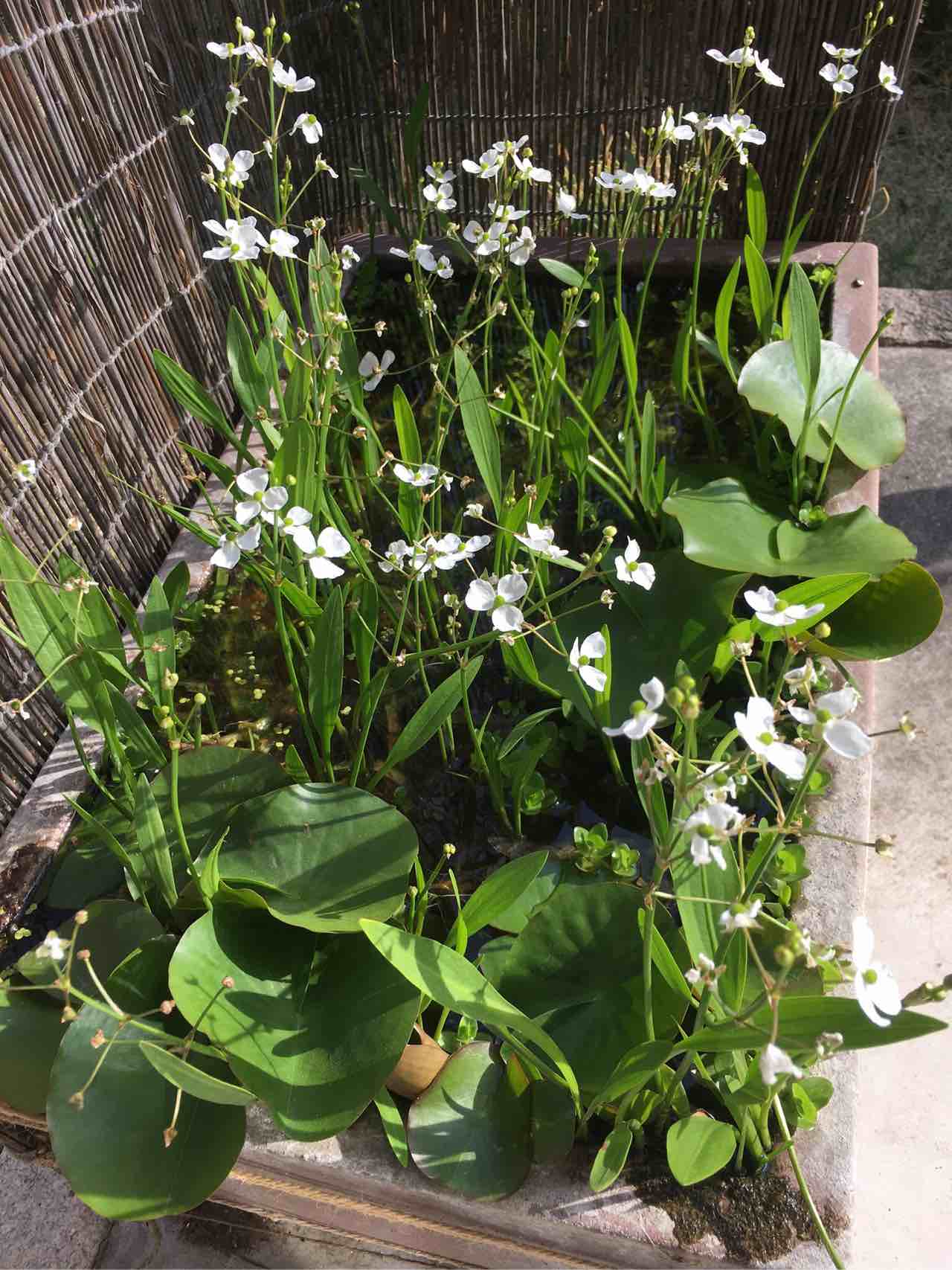 Yujiuta 庭のビオトープにオモダカの花が咲く 見惚れて時間を忘れる 花言葉は 高潔 信頼 T Co 2kodcquaiu Twitter