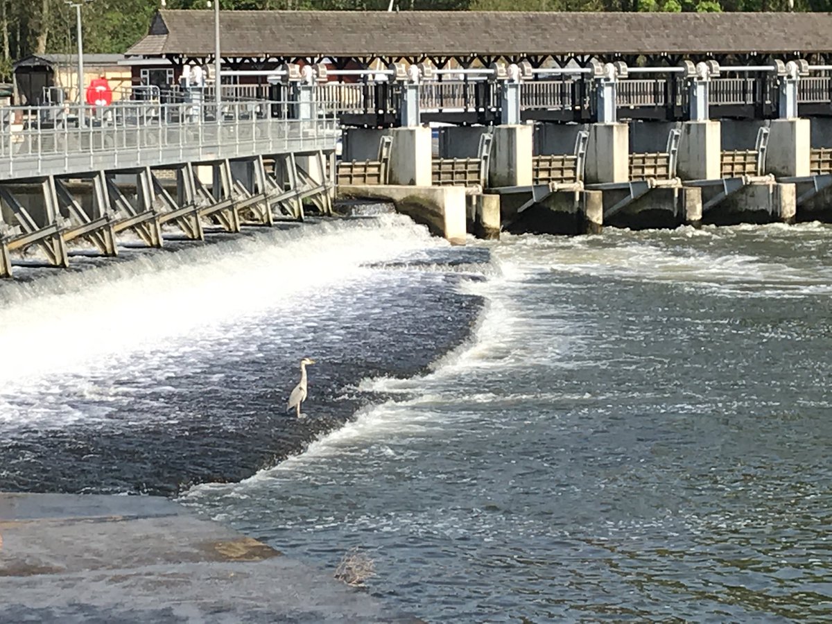 RifflePool's tweet image. East Molesey fish-pass to the right but Bill Heron ready on the left. Still lots of water but clearing.