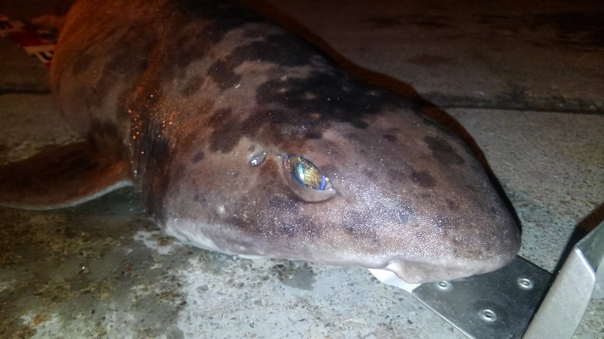 Love_marinelife's tweet photo. 今回のMVP 
よく見るとかわいいじゃないかお前
同定してくれた方ありがとうございました https://t.co/pm0bmG8hGR