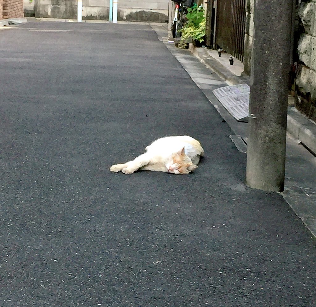 SHUNTARO_HSW's tweet photo. 1週間ぶりくらいに外を歩いたらネッコすやすやで非常に可愛かったので盗撮させていただきました。 https://t.co/FO5Pabb3i8