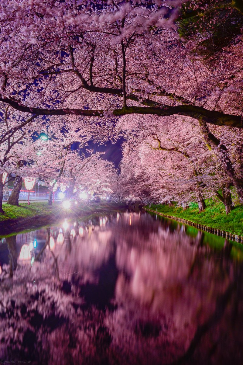 くろさき 今年の弘前の桜もきれいなんてもんじゃなかった 弘前さくらまつり 青森 弘前 桜