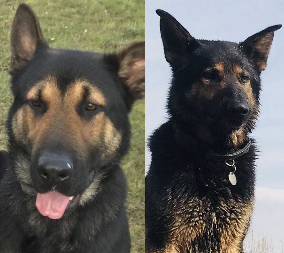 HPDogSection's tweet photo. After a vehicle fails to stop and the occupants run from vehicle PD Neo (right) detains the two passengers after they run and soon give up and after a search by PD Q (left) he finds the third who was the driver hiding on a roof of a building. That’s 3 detained thanks to our dogs. https://t.co/o1IdoUrvhy