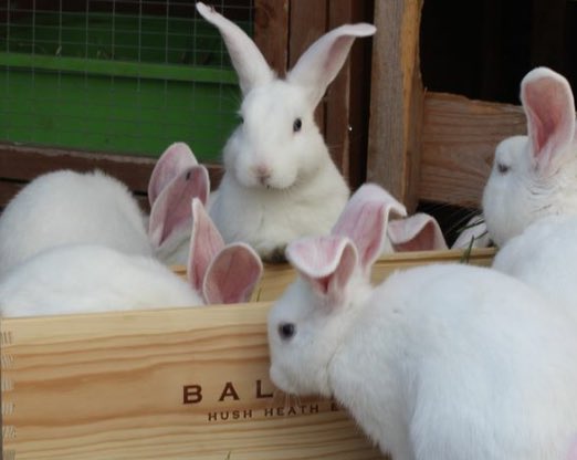 ARCAnimalRescue's tweet photo. Blue eyed white rabbits are know as BEWs and the pink-eyed ones are PEWs! We have both ready for adoption! https://t.co/ZfAdeOXXIi https://t.co/xlOfvOxBo9