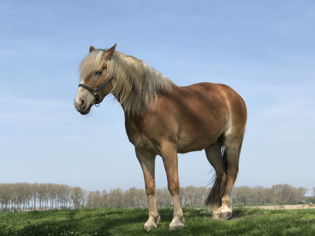 hon_joke's tweet photo. Gisteren #Lapscheure mooi paardje op de dijk...
#Haflinger
#fietsen
Fijne zondag!😎💙 https://t.co/pNOnr0nZ3Z