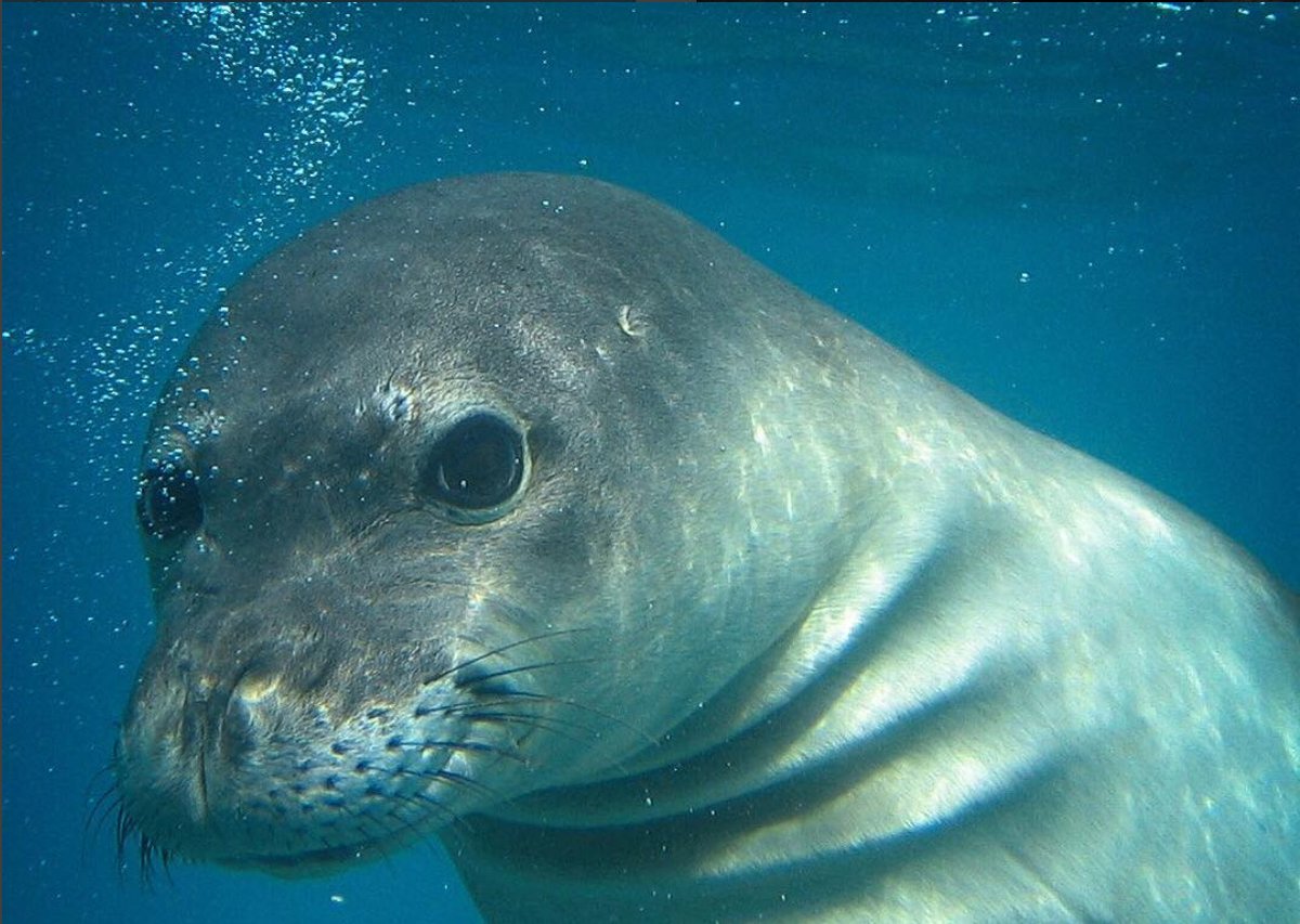 Our oceans produce half of the oxygen we breathe. This #EarthDay, remember marine life.
･ ｡
   ∴｡　
　･ﾟ*｡ ･
　･ *ﾟ｡　　 
　 ･ ﾟ*｡･ﾟ ｡
　　･｡°. ﾟ
*　　ﾟ｡·*  ･｡ ﾟ
　ﾟ *.｡   ｡  ･
　　*  ｡･ﾟ*.｡
　 *　 ﾟ･｡ *  ｡
　　･　　ﾟ ｡