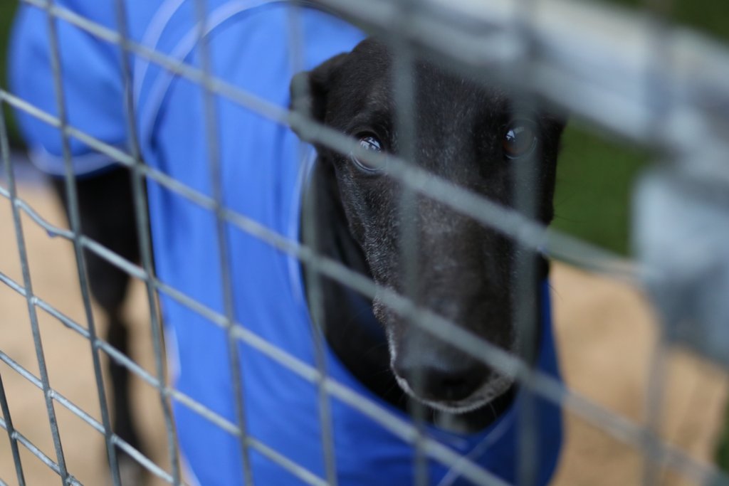 Dogs Of Leicester (@dogsofleicester) / Twitter Dogs Of Leicester (@dogsofleicester) / Twitter