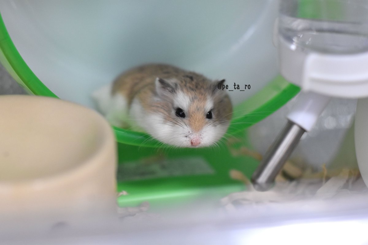 ぺたろー ハムスターが溶ける時期が近付いてきた 今日は半溶け 笑 ロボロフスキー T Co 7wkcgebjxw Twitter ぺたろー ハムスターが溶ける時期が近付いてきた 今日は半溶け 笑 ロボロフスキー T Co 7wkcgebjxw Twitter