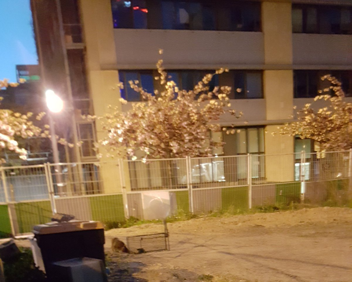 BoubaCie's tweet photo. #trappage in progress
#stérilisation #chatslibres #Paris13 https://t.co/UYDUA0X5IX