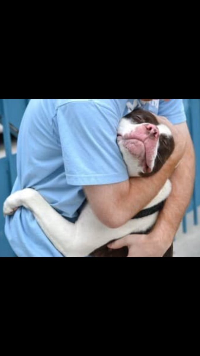 shaundubss's tweet image. #dontblamethebreed #pitbulls #pitbullsaresafe When it comes to pitbulls,the beast is most often the 2 legged animal at the other end of the leash.......Just like any breed it’s all in how you raise them👍🏻🐾