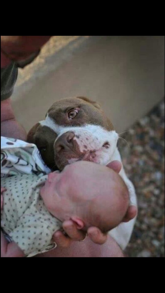 shaundubss's tweet image. #dontblamethebreed #pitbulls #pitbullsaresafe When it comes to pitbulls,the beast is most often the 2 legged animal at the other end of the leash.......Just like any breed it’s all in how you raise them👍🏻🐾