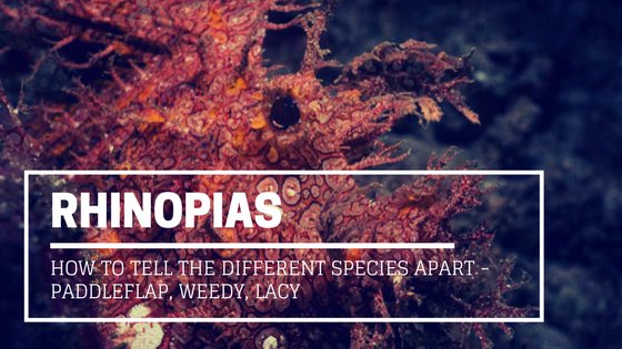 morefundiving's tweet photo. How to Tell the Different Rhinopias Species apart - Paddleflap, Weedy, Lacy https://t.co/gTdeYsUWhl #scuba https://t.co/fKFX2pHR1Y