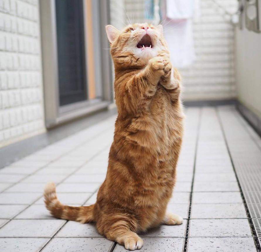 KucingBertweet's tweet photo. Songs for you😽,  🐟 fish for me😻 https://t.co/atFd5cNT8z