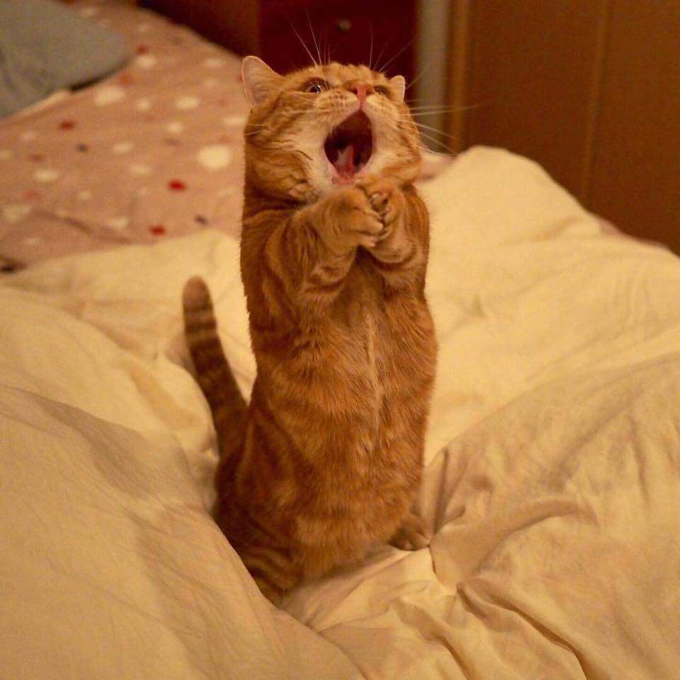 KucingBertweet's tweet photo. Songs for you😽,  🐟 fish for me😻 https://t.co/atFd5cNT8z