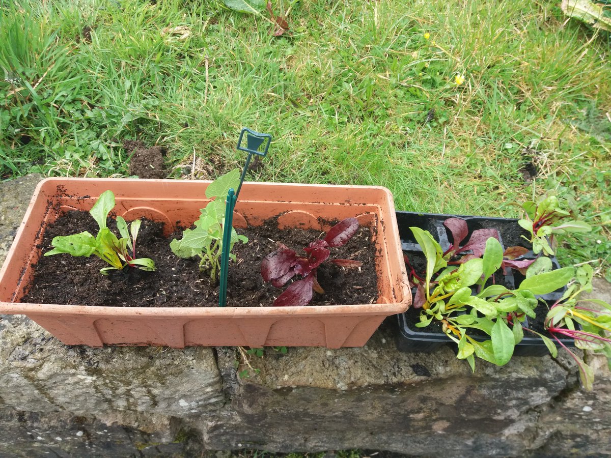 TawnylustLodge's tweet image. For #EarthDay I'm planting herbs, lettuce &amp;amp; potatoes from @organiccentreie for guests &amp;amp; myself #SickOfPlastic so fewer trips to the supermarket for packaged food #ecotourism #slowtravel @slowadventuring @SlowTravelStays @SlowAdventureNT #Ireland @IrishFoodGuide @janetnewenham