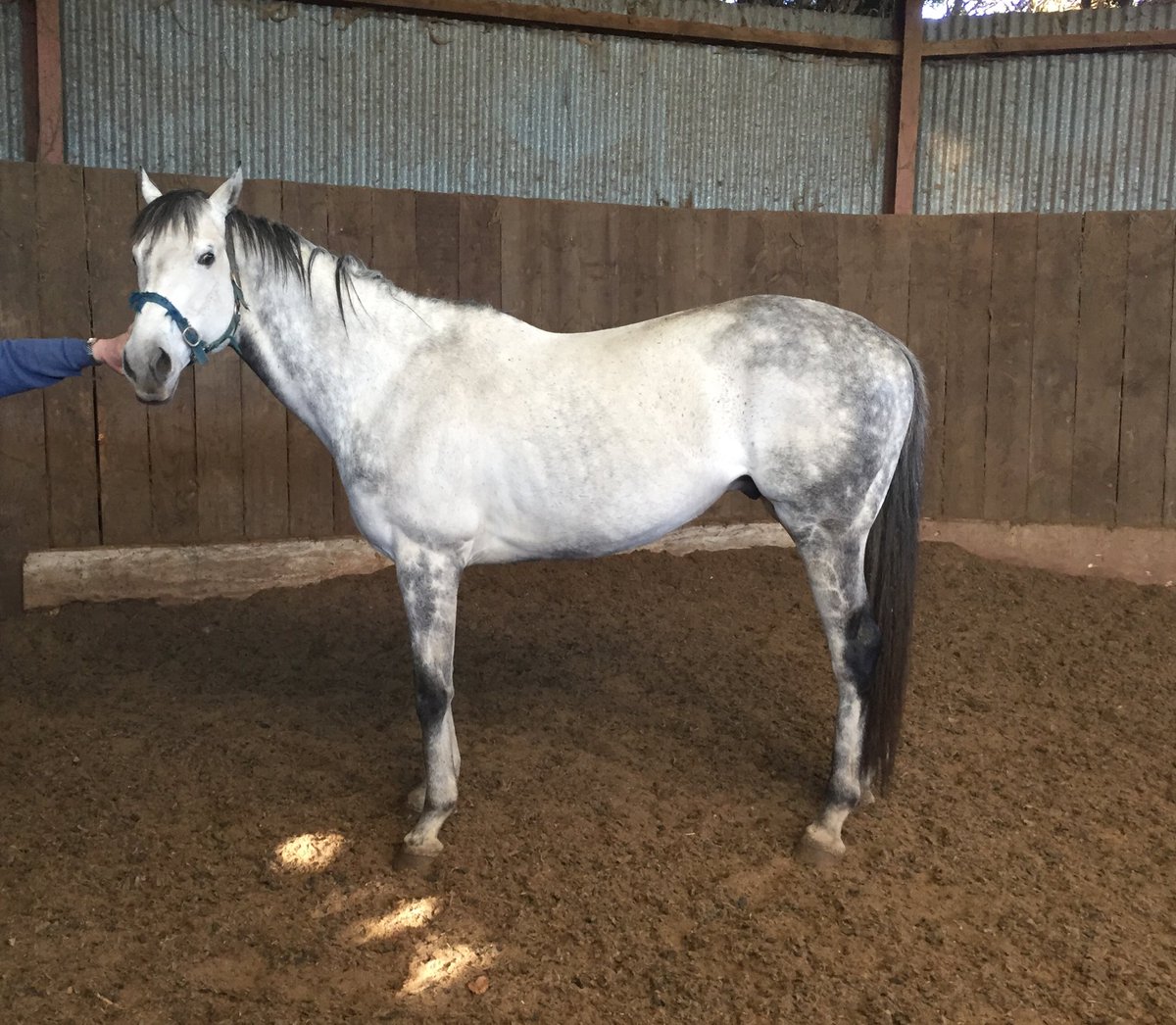 MulvanyRacing's tweet photo. #SilverService ran an absolute cracker this afternoon @NavanRacecourse , representing our own Tough As Nails o/o Love is The Key (Azamour). Seasons still available for him #runners #weekendhorses https://t.co/FupaHDo883