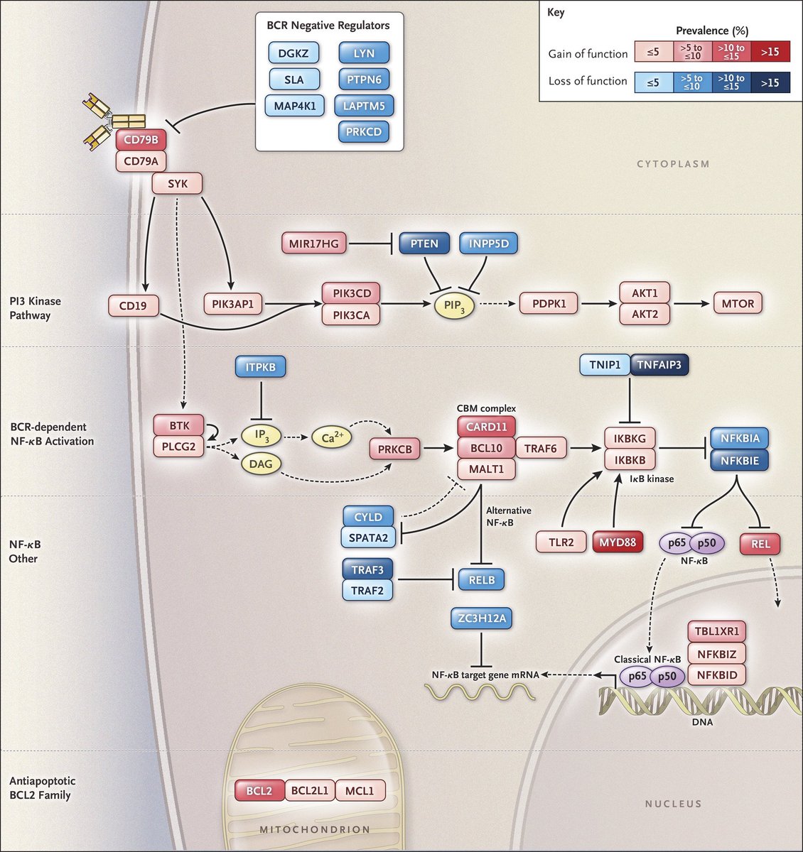 Original Article: #Genetics and Pathogenesis of Diffuse Large B-Cell Lymphoma nej.md/2EEtL1I #cancer
