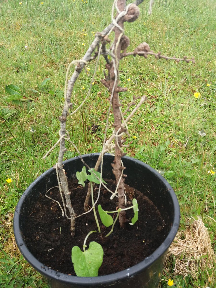 TawnylustLodge's tweet image. For #EarthDay I'm planting herbs, lettuce &amp;amp; potatoes from @organiccentreie for guests &amp;amp; myself #SickOfPlastic so fewer trips to the supermarket for packaged food #ecotourism #slowtravel @slowadventuring @SlowTravelStays @SlowAdventureNT #Ireland @IrishFoodGuide @janetnewenham