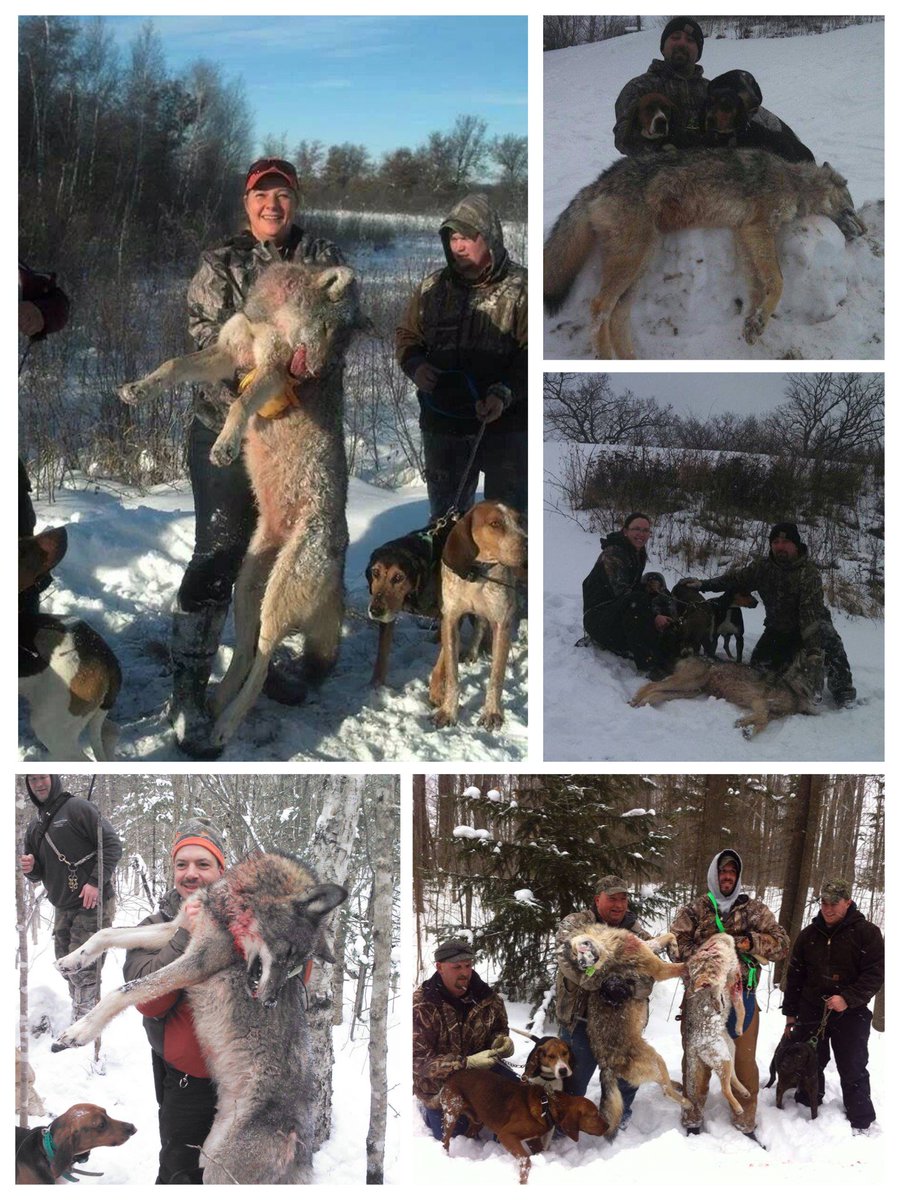 Htth16Htth's tweet image. Chased and terrorized by dogs, then shot by hunter posers. Wolves do not deserve to be treated this way.

facebook.com/HTTHBanTrophyH…

#StandForWolves #StopKillingWolves #StopKillingPredators #WarOnWolves #BanTrophyHunting #BanTrophyKilling
