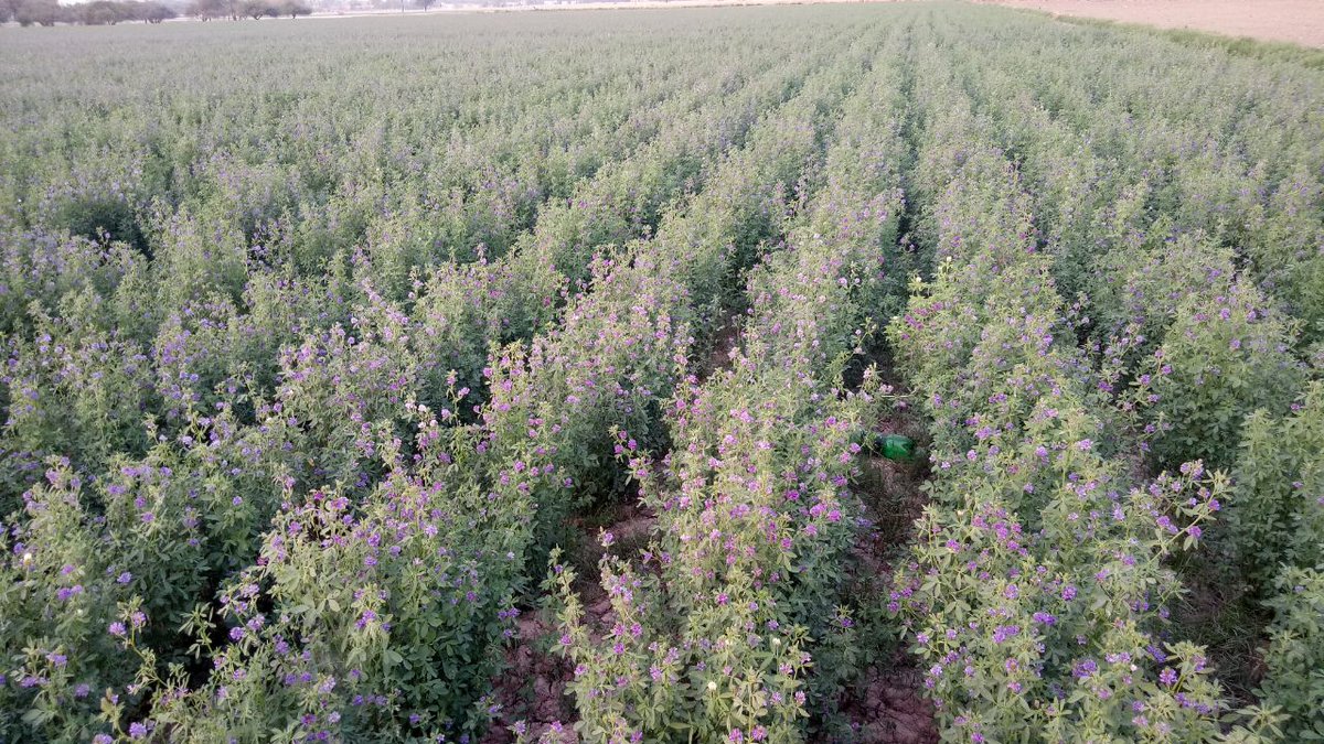 alfalfaseeds's tweet photo. @alfalfaseeds
https://t.co/y5bnDAposy
KOHENOOR INTERNATIONAL Alfalfa Seeds company
#alfalfa #SeedtoSale #alfalfa #seeds #farming #Agtech #farmers #farmersmarket #Dairy #grassseed #SPROUT #sprouting #fodderseed #Lucerne #usa #Peru #Italy #SaudiArabia #Graines #agriculture #grow https://t.co/UnnHGAaDMG