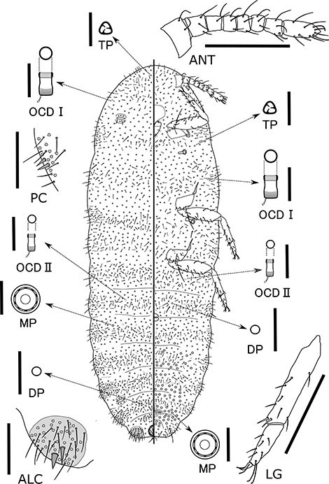 ActaEntomol's tweet photo. A new species of mealybug (Coccomorpha) feeding on Japanese silver grass Miscanthus sinensis! #newSpecies #scaleInsect #Japan
Tanaka Hirotaka: Trionymus okiensis sp. nov., a new species of mealybug  from Japan (Hemiptera: Coccomorpha: Pseudococcidae)
https://t.co/j8d1ZGZ2wz https://t.co/3OtdyJePxM