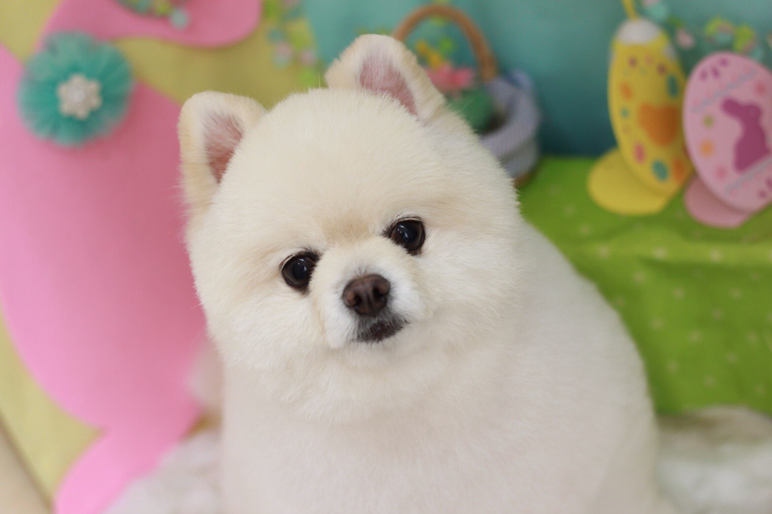 ポメラニアン犬 Twitter Search Twitter