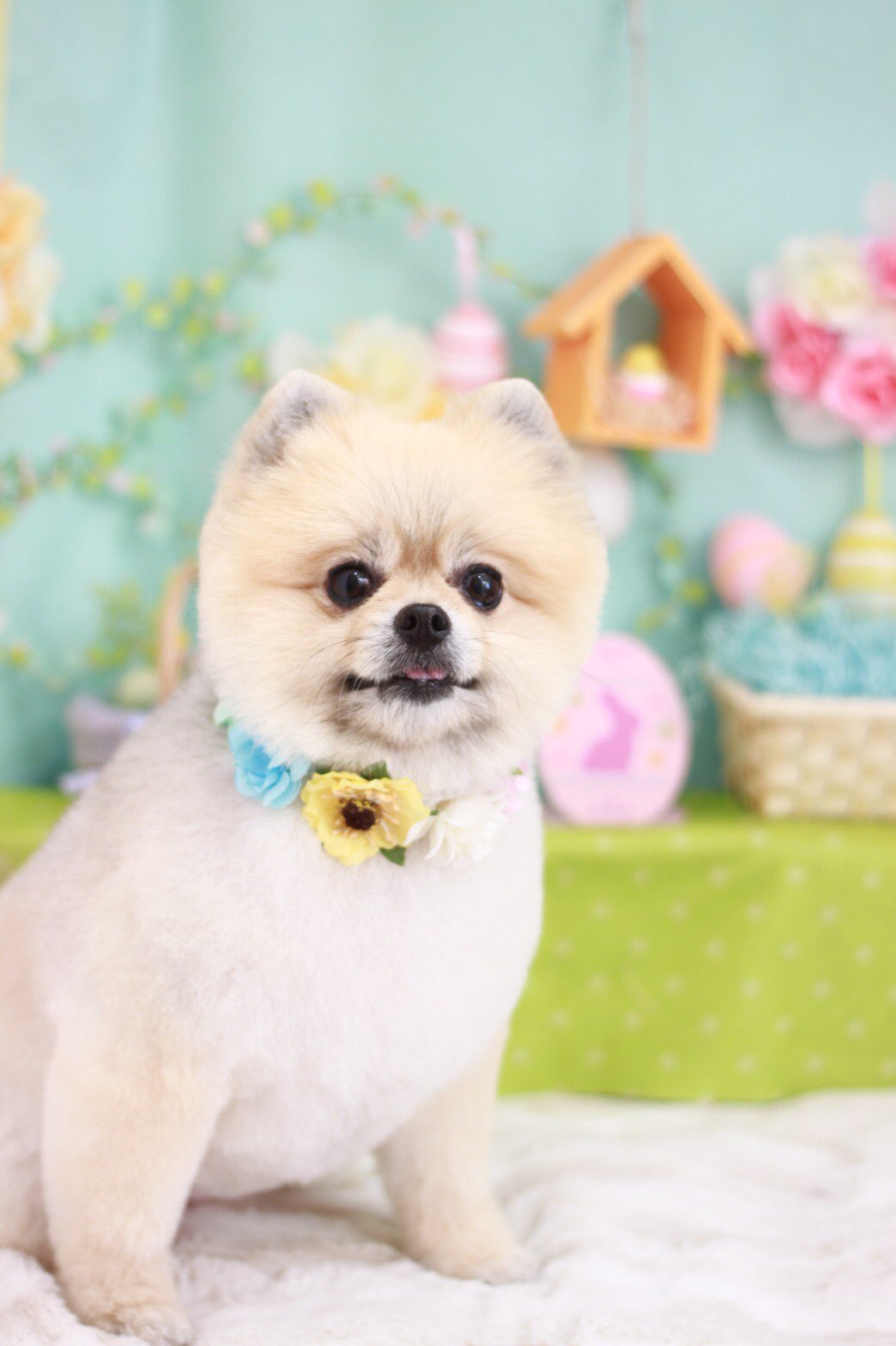 ポメラニアン犬 Twitter Search Twitter