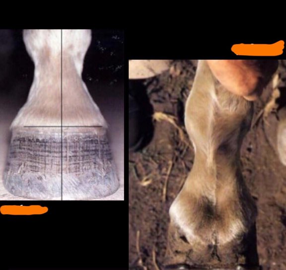 Medial Lateral Balansı.Ayak yerden kaldırıldığında medial yada laterale mi bastığı tespit edilir.Topuk ekleminden 2Ph’a bir hat çekildiğinde ayaklarda medial yada laterala yönelme olup olmadigi ortaya çıkar.At çakımı için 05541281157 iletişim.🇹🇷⚒