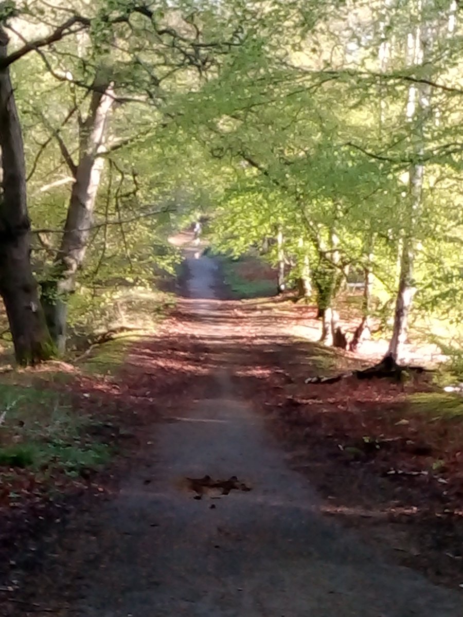 LornaGalleries's tweet photo. Magnificent early morning bike ride @EppingForestPic https://t.co/6s2DFVJJxE