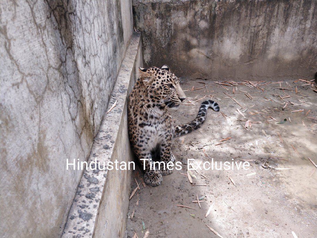 HT Exclusive: Around 7.30pm February 22, 2017, a villager working in fields in Bhuwana village, 14 kilometers away from Panchkula, heard distant cries. Abandoning his work, he set off towards the source of the sound and happened upon a leopard cub <a href="/HTGurgaon/">HT Gurugram</a> <a href="/htdelhi/">HT Delhi</a> <a href="/htTweets/">Hindustan Times</a>