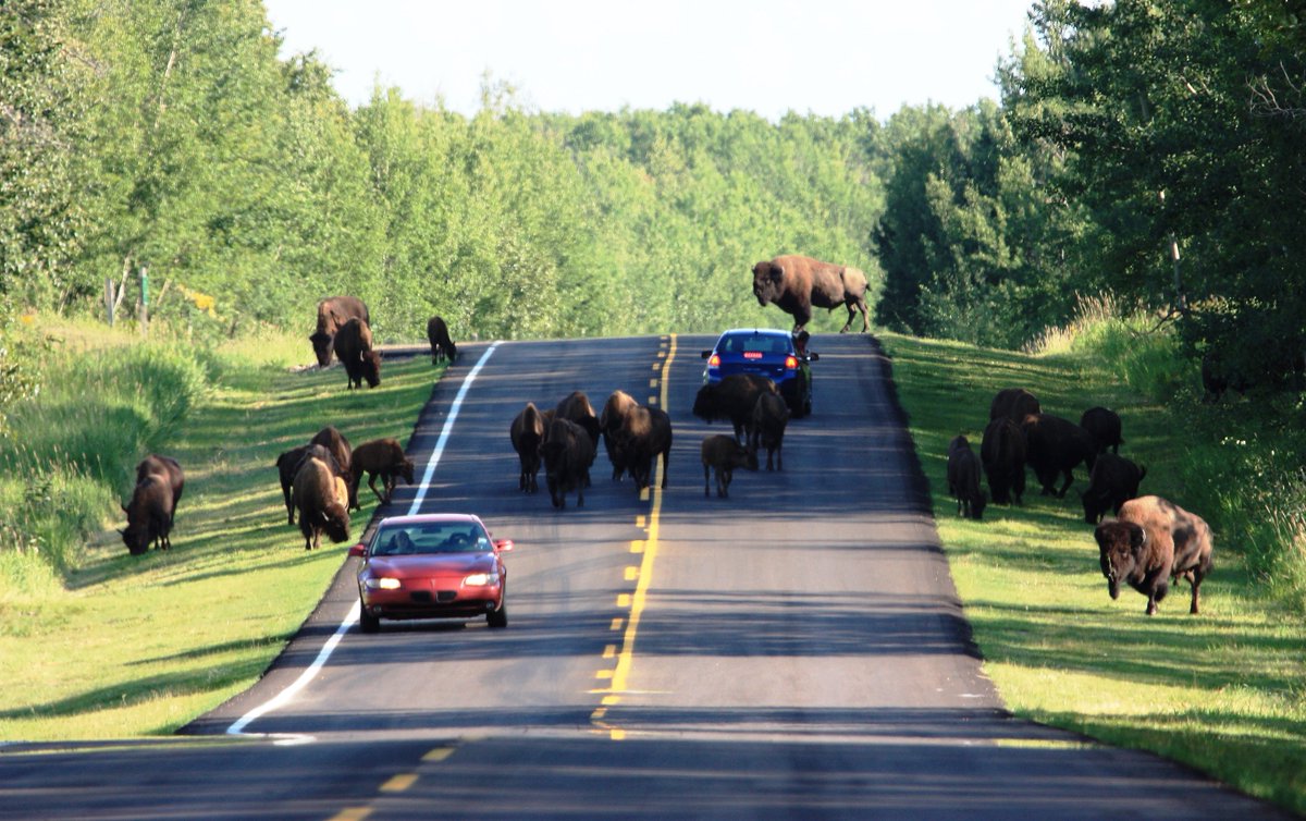 The EuropeanJournal of #Wildlife Research introduces a new TopicalCollection on #RoadEcology, and I will be the GuestEditor. @Fernucht & @rafa_barri will be the curators of two related datapapers. More details here: link.springer.com/epdf/10.1007/s….