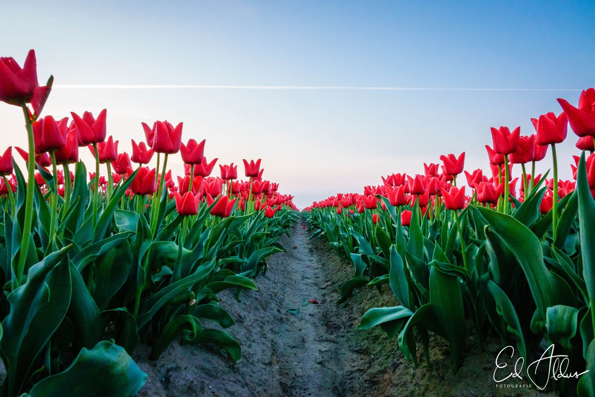 EdAldus's tweet photo. De tulpenvelden op Goeree staan er al bijzonder fraai bij. 🌹🌹🌹 https://t.co/ksB2e6IW7C