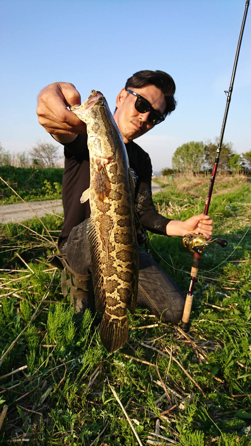 Ryu Ya まるで夏のような暑さ ようやく地元でも雷魚が釣れるようになってきた かなり小型だけど綺麗な雷魚３本 そして仲間がタックルを揃えてフロッグで初雷魚 嬉しかったぁ Fishman Comodo610xh Tulala Elhorizonte70 T Co
