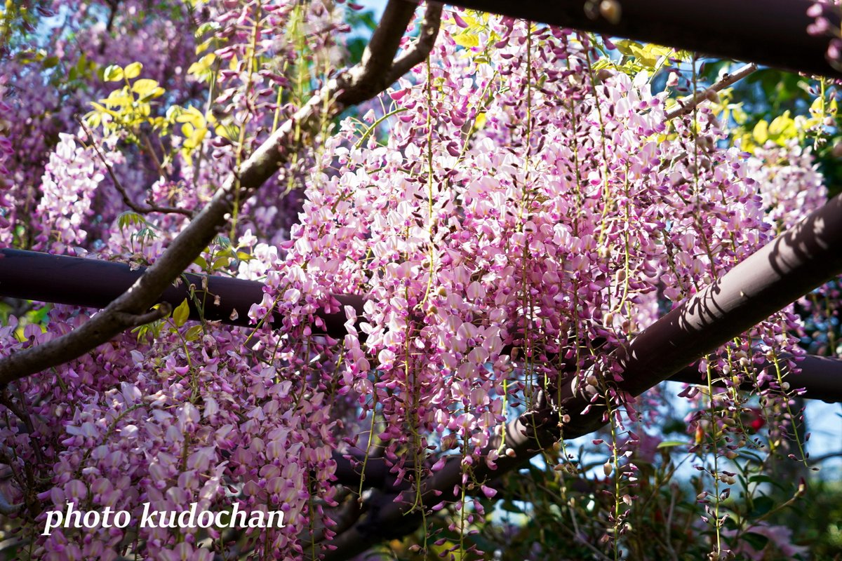 Kudochan Na Twitteru 可愛いピンクの藤の花 口紅藤というそうです 藤の花 花が好き 写真が好き