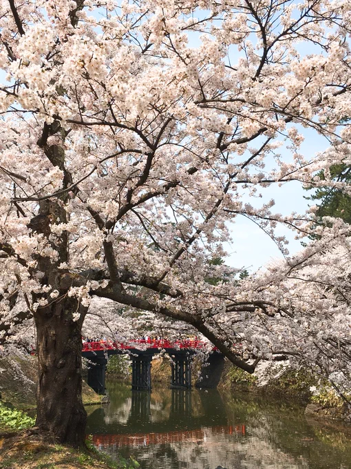 弘前城に花見に行ってきました。外堀のソメイヨシノは満開。西堀はもうちょっと。 