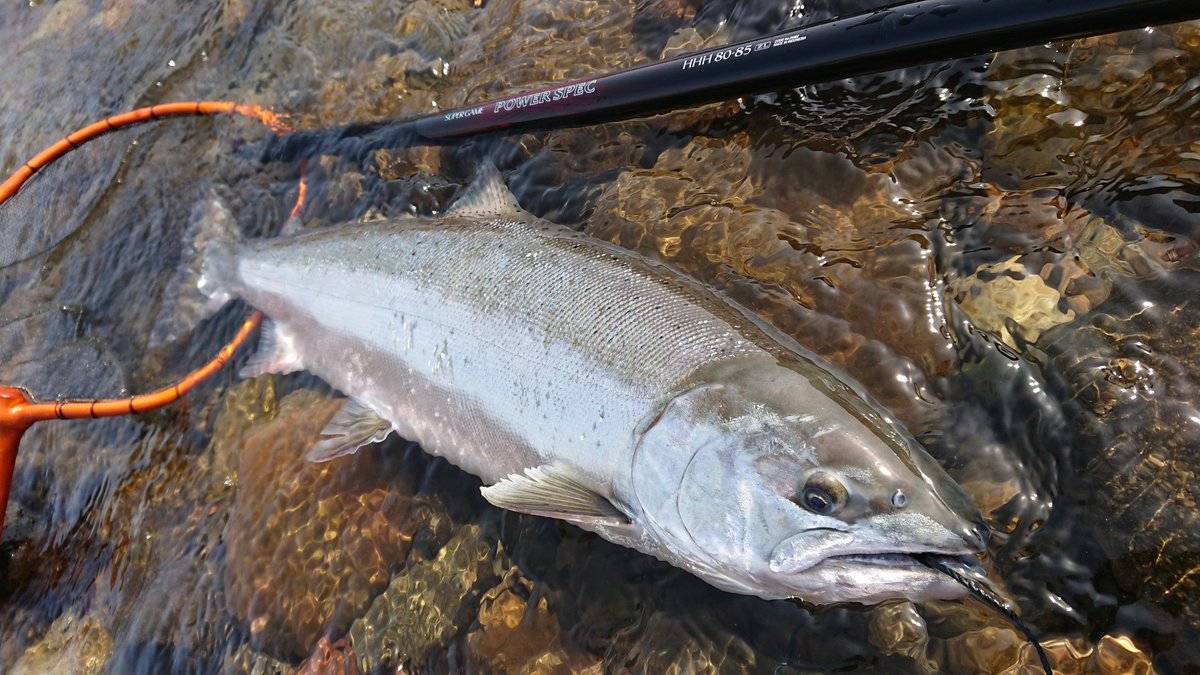 東北大学釣り同好会 山形県は日向川 訪れた感動の瞬間 ずっと憧れていた魚でした サクラマス 60cm