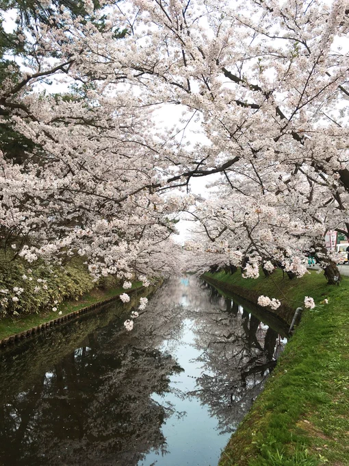 弘前城に花見に行ってきました。外堀のソメイヨシノは満開。西堀はもうちょっと。 