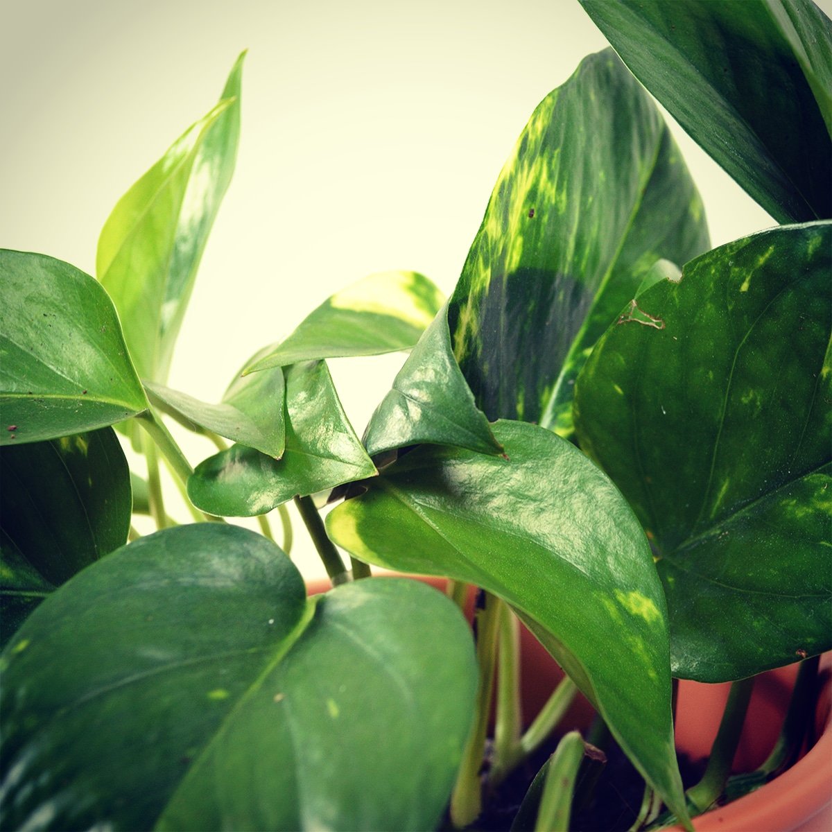 Who else loves a lazy Sunday relaxing with your plants? We certainly do! We've been admiring our Variegated Pothos Aureum this morning #pothos #lazysunday #variegation