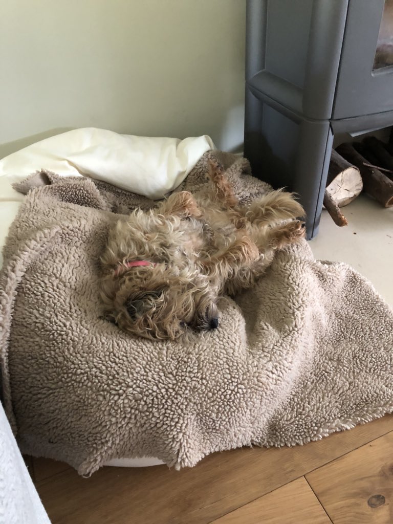claptonterrier's tweet photo. BT H Q on high alert https://t.co/weVuL6TtYh