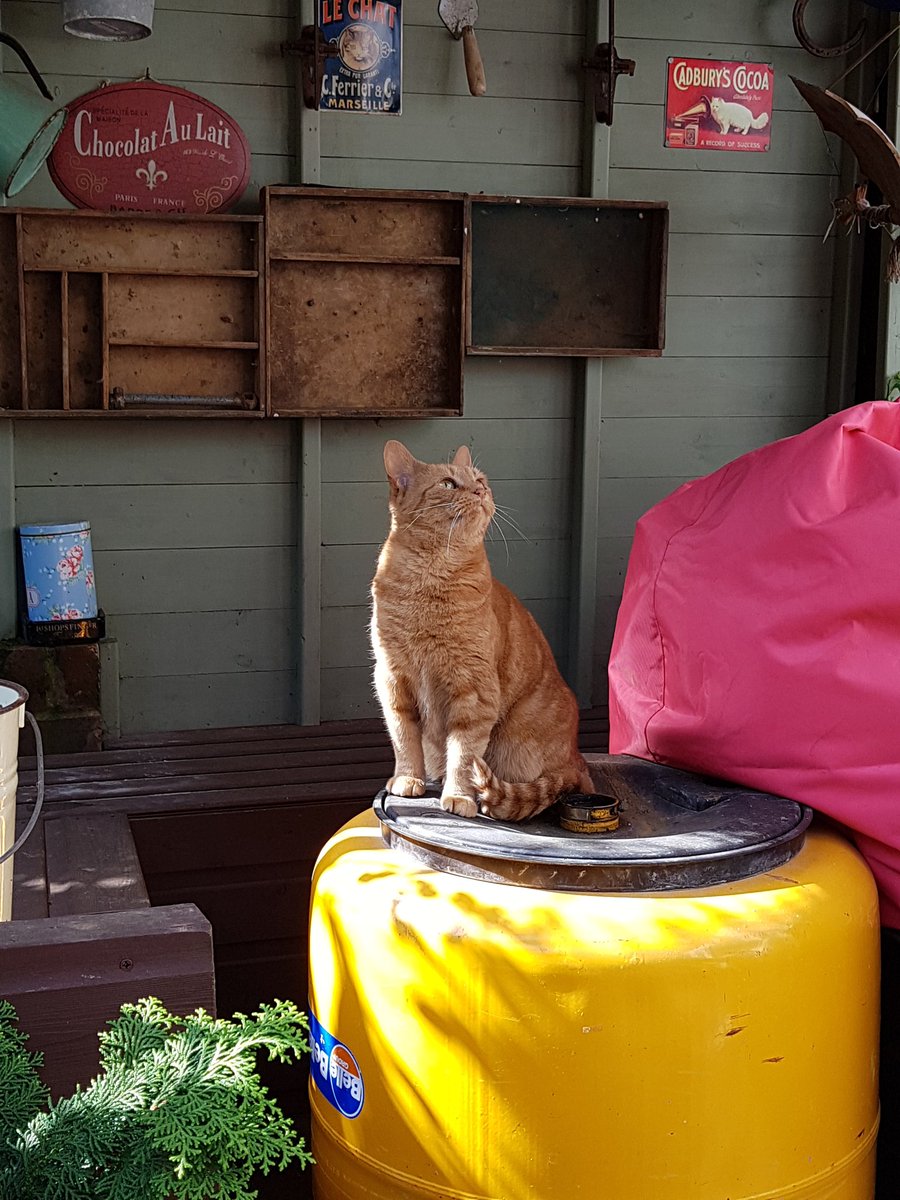 I can make even a cement-mixer look elegant! Meow! #CatsOfTwitter #cats_of_instagram #SundayMorning #gingercatsrule #cats #supermodel #meow