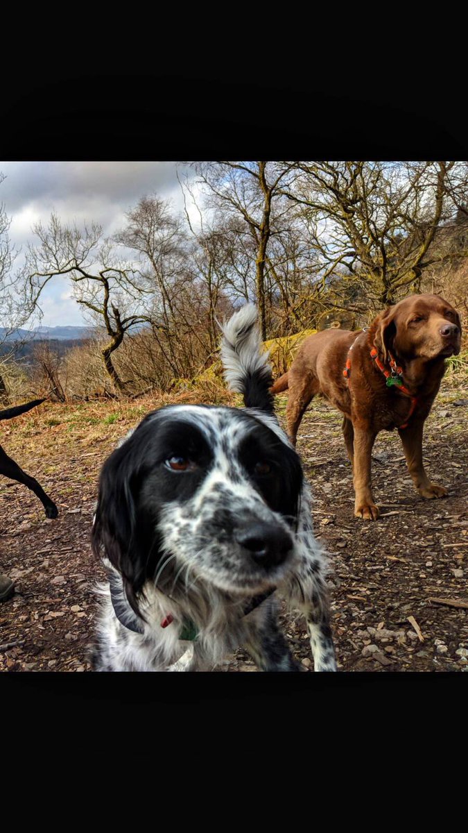 jwalkingdoggies's tweet photo. Inca and Aero make running up the Crags look effortless 🐶 #callander #callandercrags #dogwalker #dogsofinstagram #dogsoftwitter #trossachs https://t.co/qrCIwWsUNo